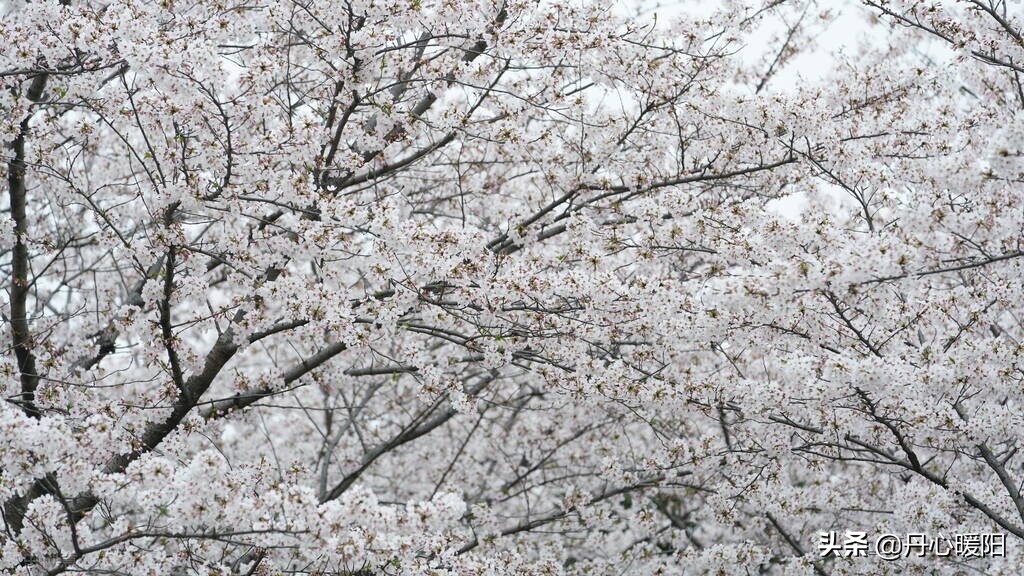 萝岗香雪有心无语暗香动，冬梅恋雪无意争春春来迎