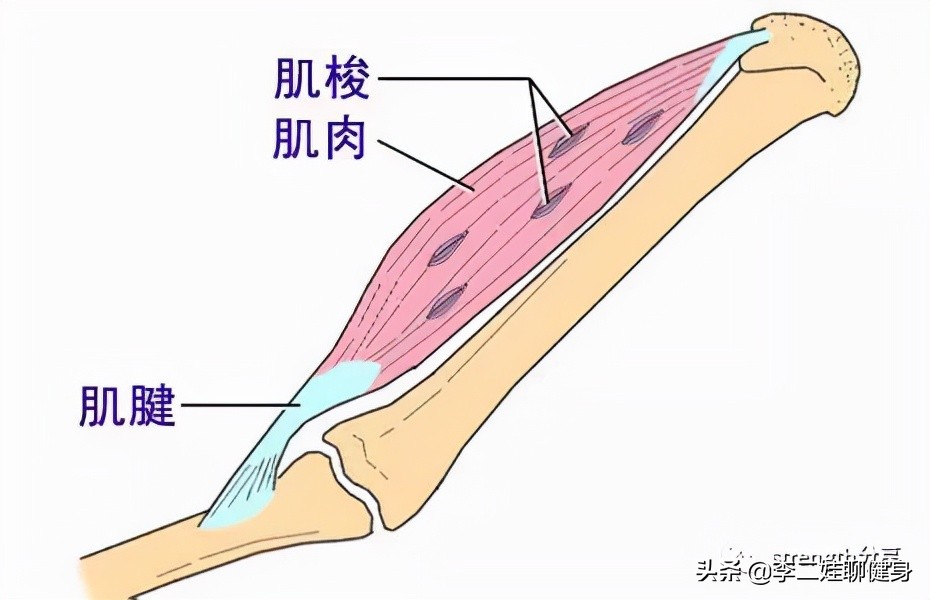 泡沫轴是一种很好的筋膜放松方式，你用对了吗？