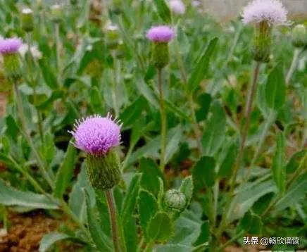 夏至草的作用与功效（春天常见的野菜图鉴）