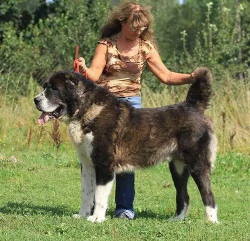 见到一定绕道走!地表战斗力爆表的12种猛犬,一獒战三狼战狮子?