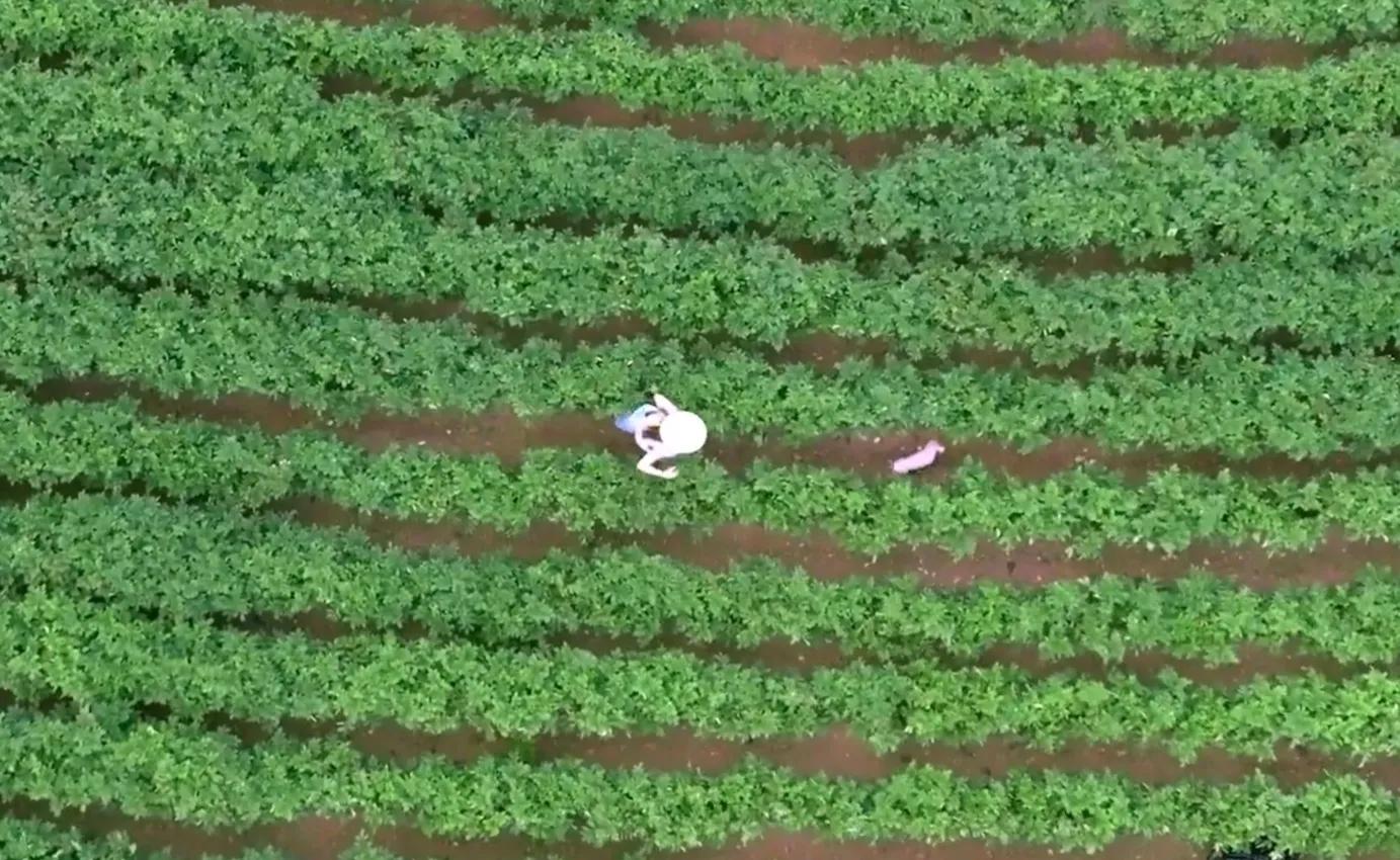 容祖儿抓猪画面爆笑