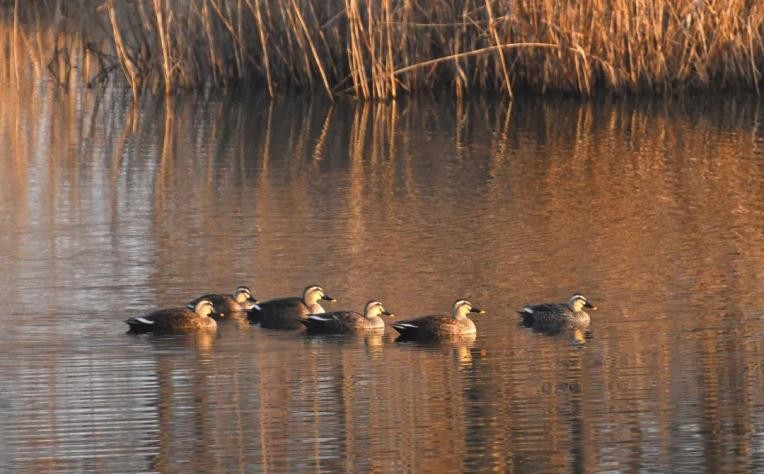 多图预警！这些“最美校花”全都来自东南大学，张张绝美，惊艳众人！