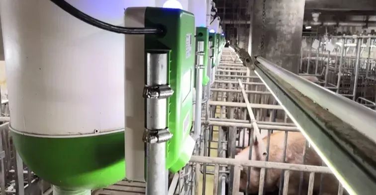 我国智能化养猪技术与装备的发展趋势