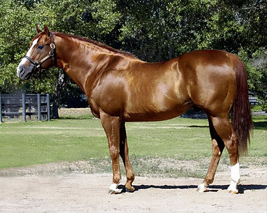 十大最贵的马(世界十大最贵的马)