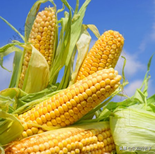 今年的玉米价格为什么会上涨那么多，是“谷贱伤农”调整了