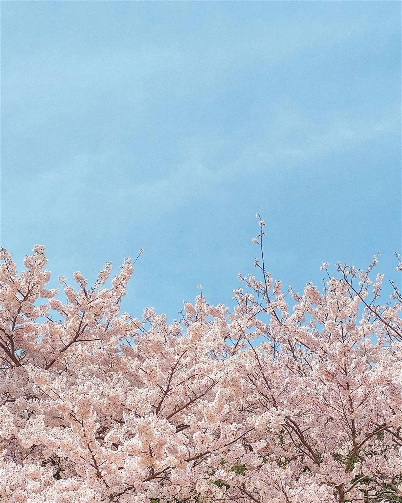 适合春天发朋友圈的句子，唯美又浪漫