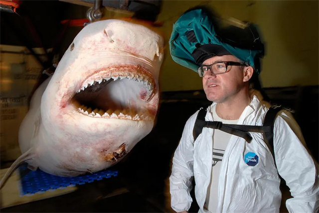 1991年,英国艺术家花5万将鲨鱼制成标本,13年后卖出800万高价