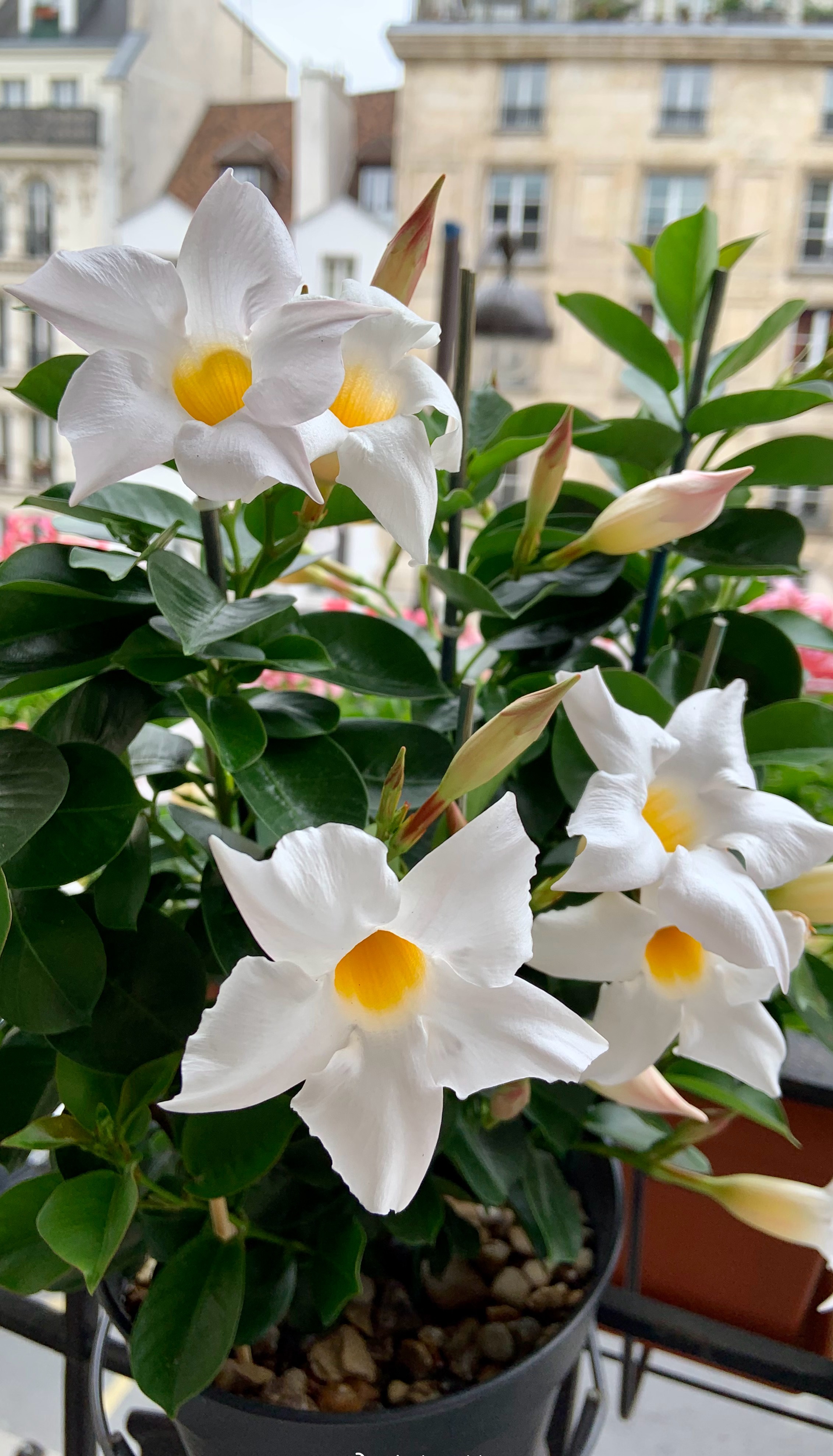 飘香藤的花期和寿命(适合阳台养的藤本花卉飘香藤)