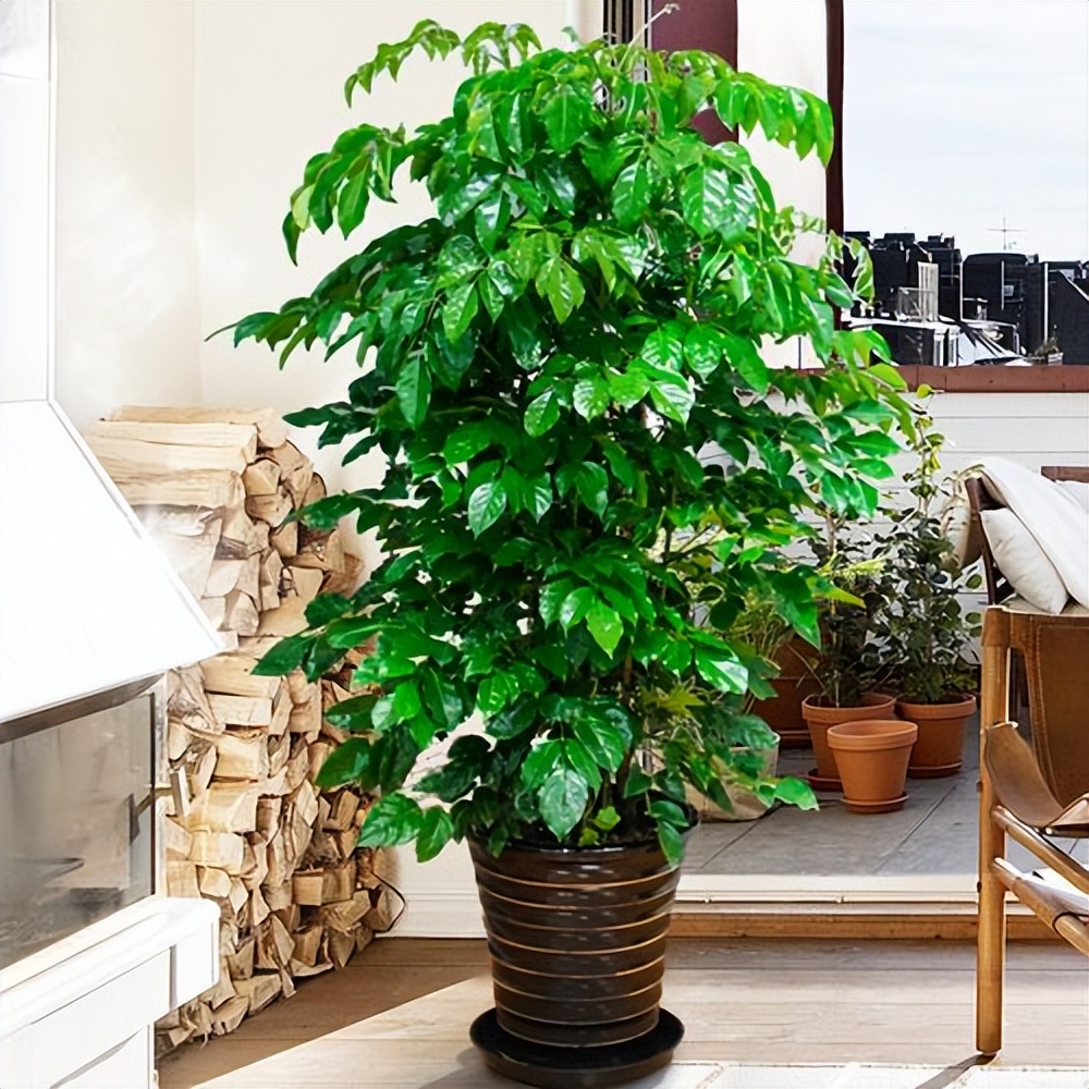 客厅养花“讲究大”，别随便，这6种，贵气不俗，养人旺家