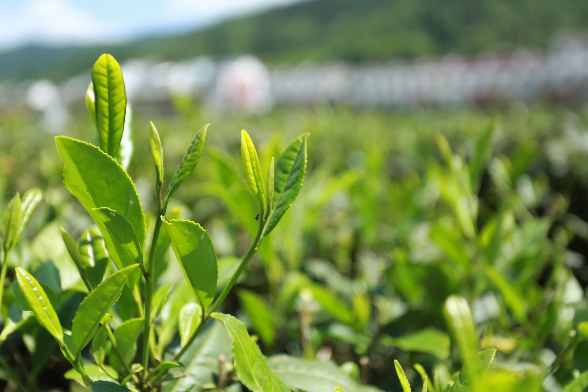 陕西网上茶博会聚焦茶产业链平利实践融出新链条 振兴“一盘棋”