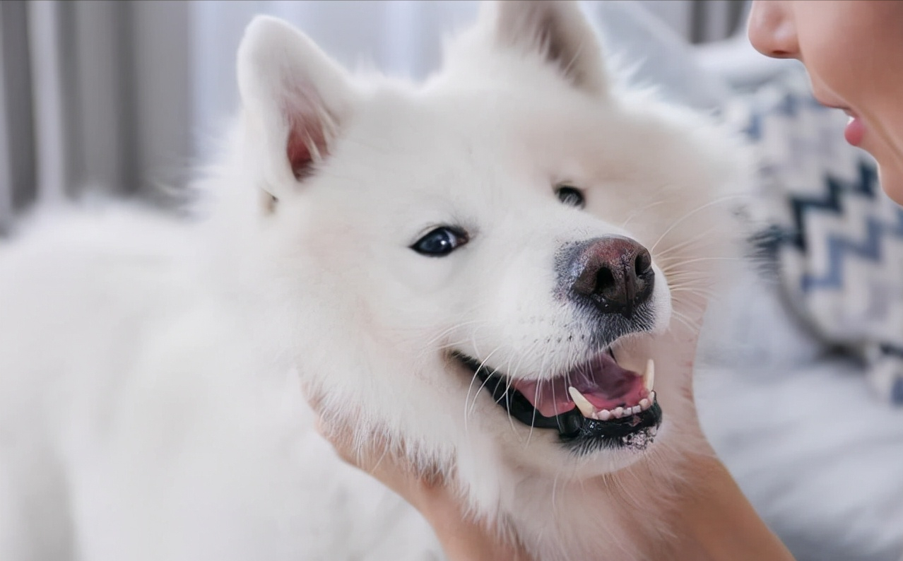 小萨摩耶怎么训练（萨摩耶犬训练时的注意事项）