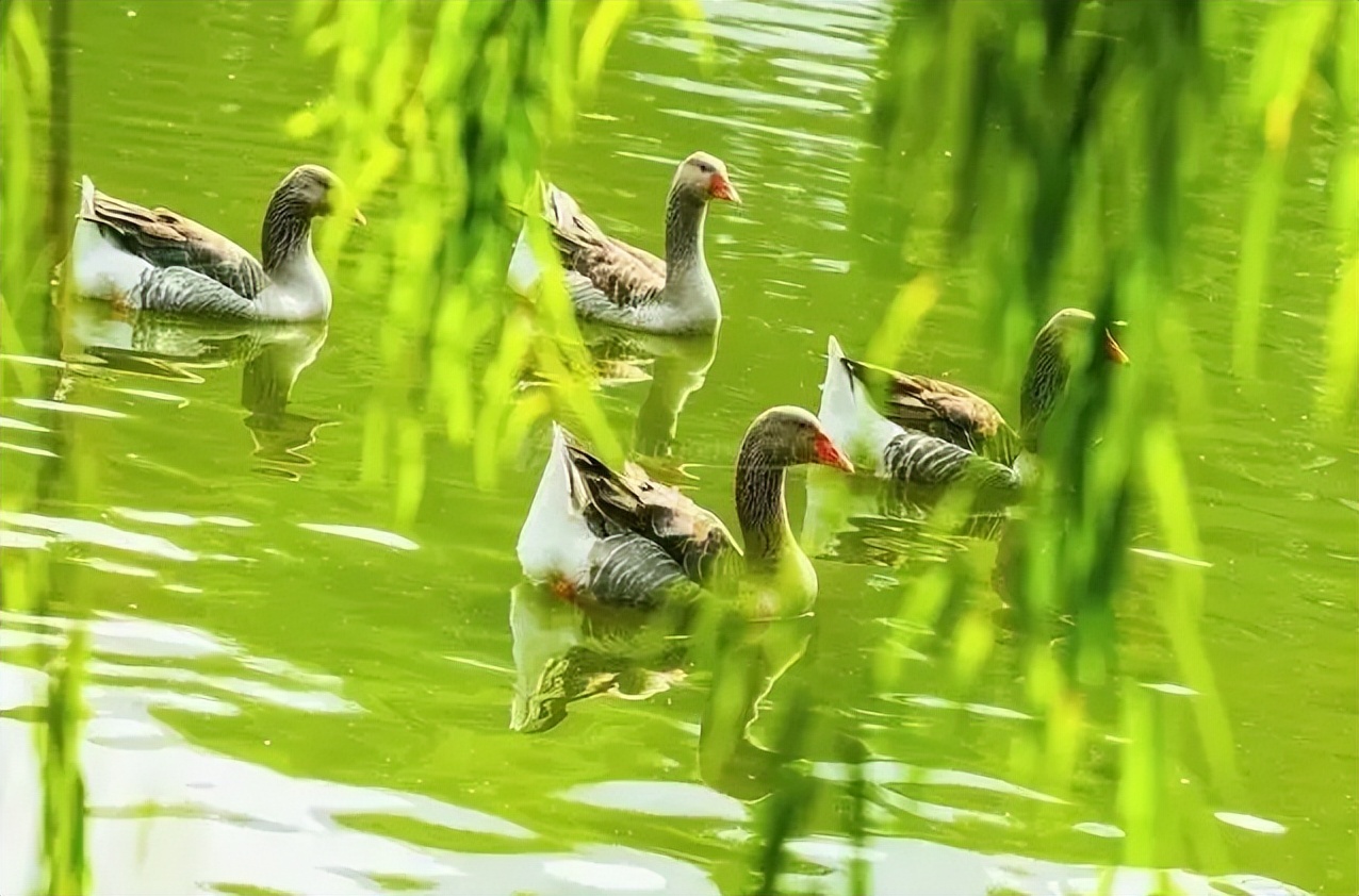 「原创诗词」管恩锋 | 水墨迎春千古景 枝头露出一团红（咏春17首）