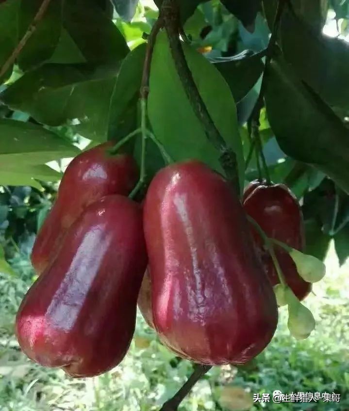 释迦莲雾夫妻果泰国(「莲雾图鉴」黑珍珠,巴掌,黑金刚,黑糖芭比,蜜