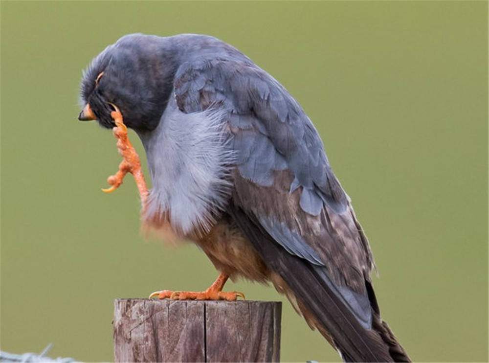 国内罕见,猛禽聚集是好事吗?