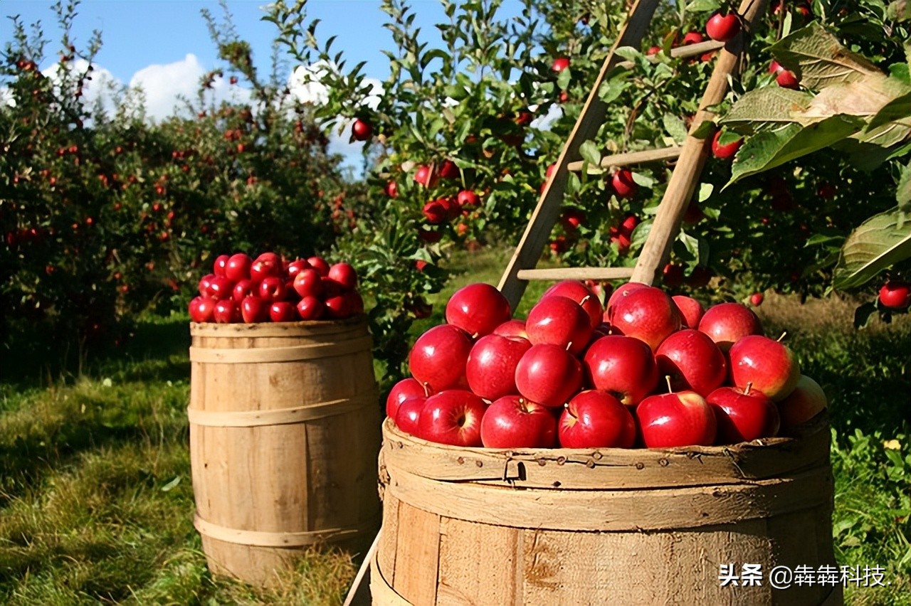 农业认养app融入直播模式怎么开发？