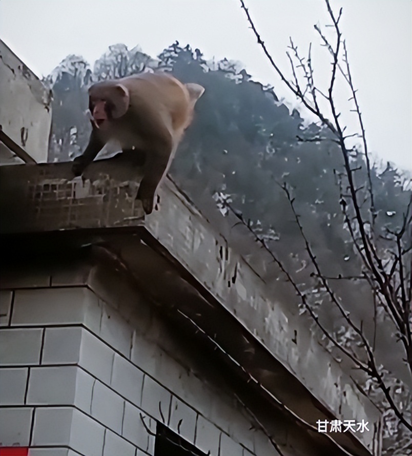 甘肃秦州区李子园：发现野生猕猴，多次“拜访”村民家