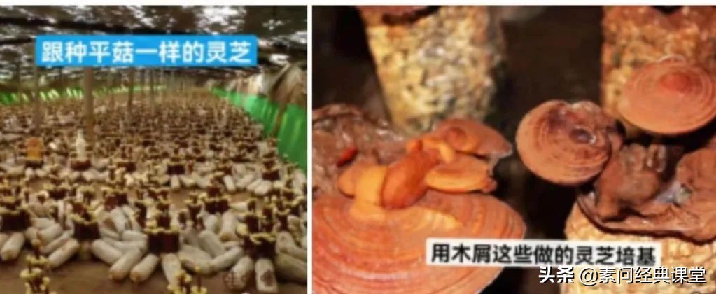夏天心、最不挑的白山“仙草”