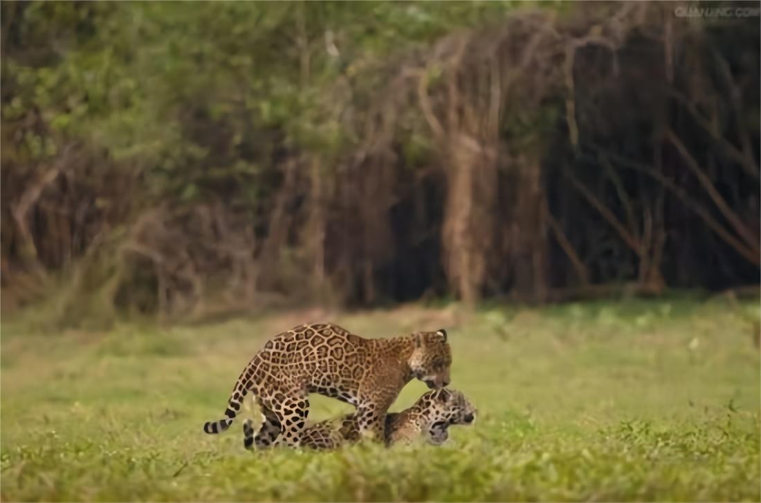 现代人类为何失去了丁丁骨？灵长类都有的骨头，消失是好是坏？