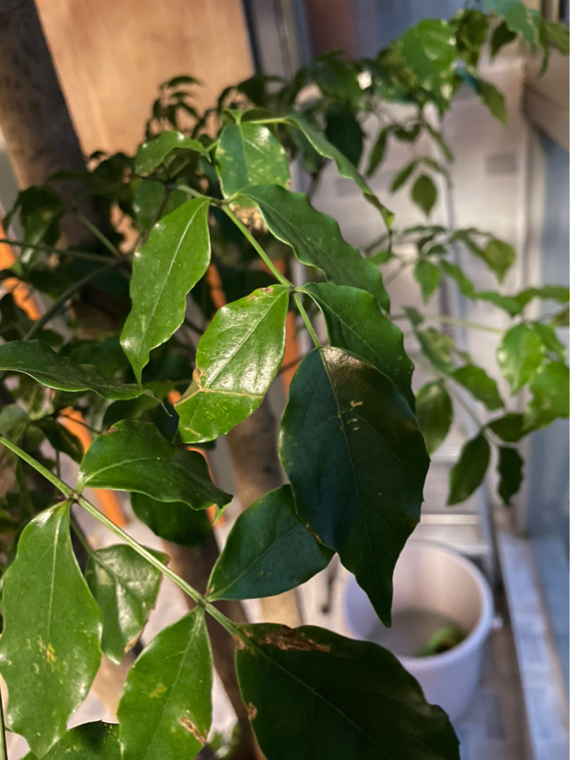 招财进宝的绿植（搬新家送什么植物吉利）