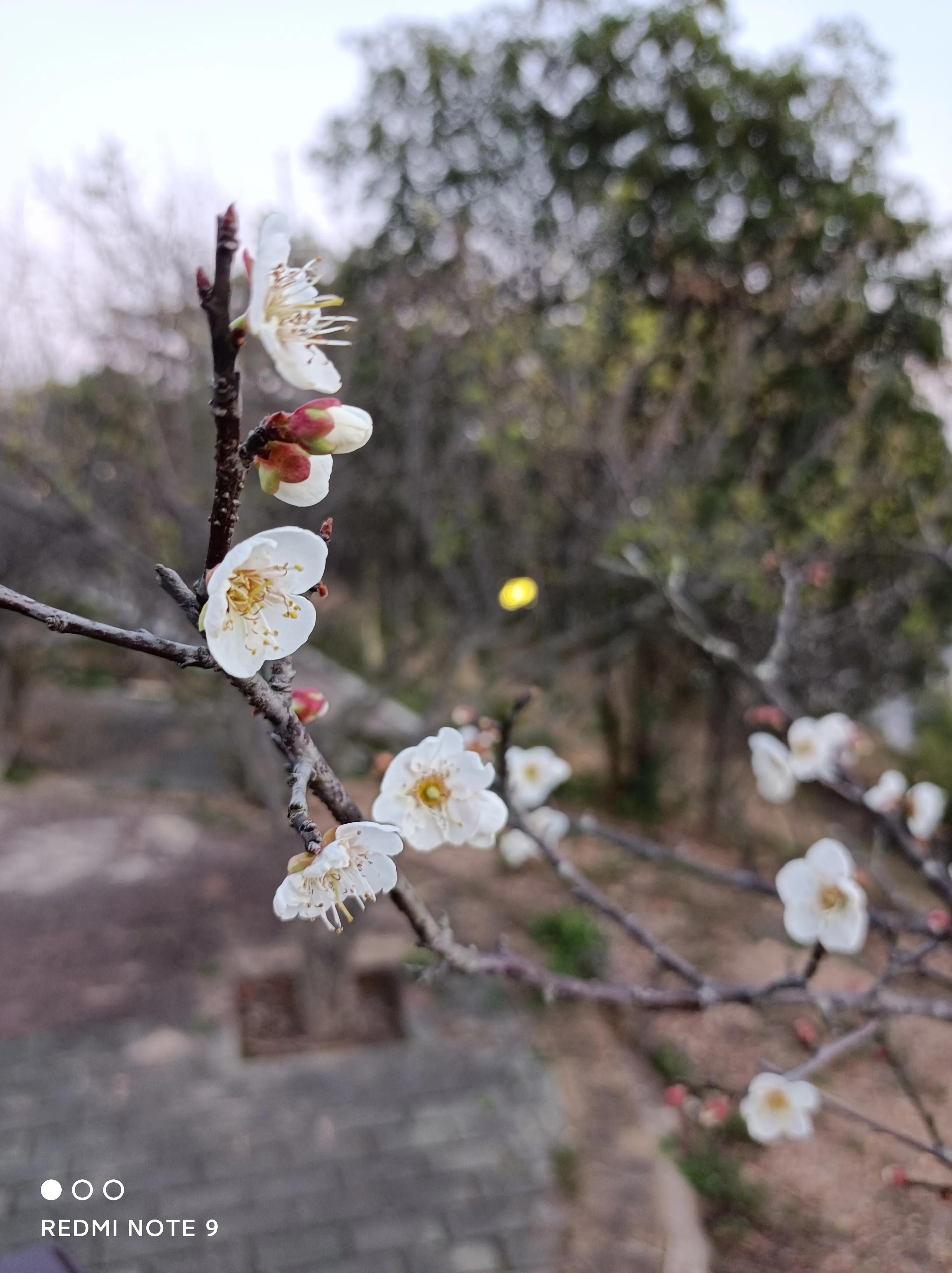 生日小记(散文)