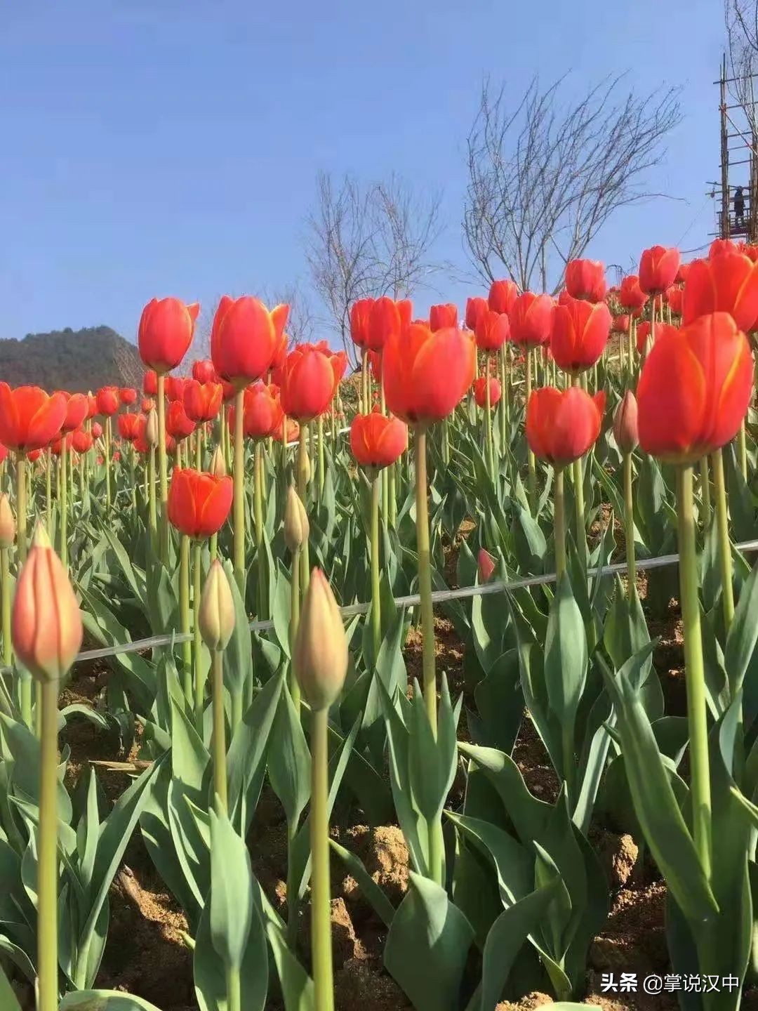 漢中南湖景區(qū)郁金香花開正艷 花海+漢服 4月2日一場視覺盛宴來襲