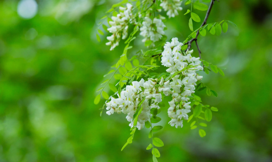 又见槐花香满天，古诗词里的槐花，白绿相间，芳香袭人