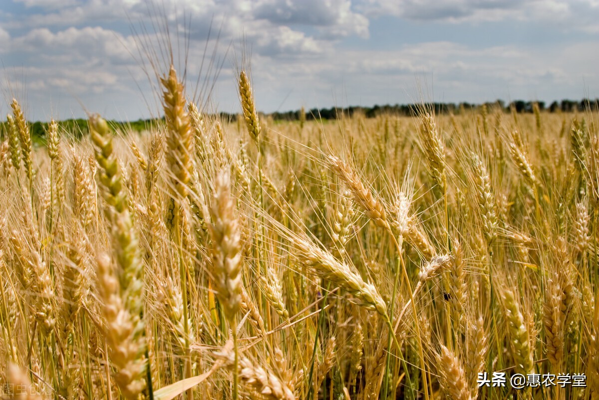 小麦现在多少钱一斤？元旦前后还会涨吗？12月小麦价格行情分析