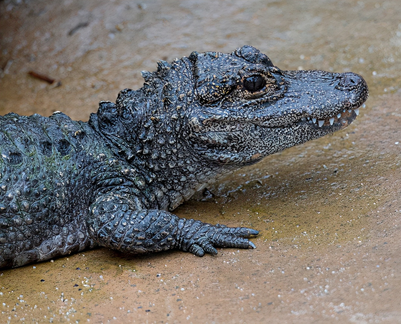 扬子鳄中国特有的古老小鳄鱼