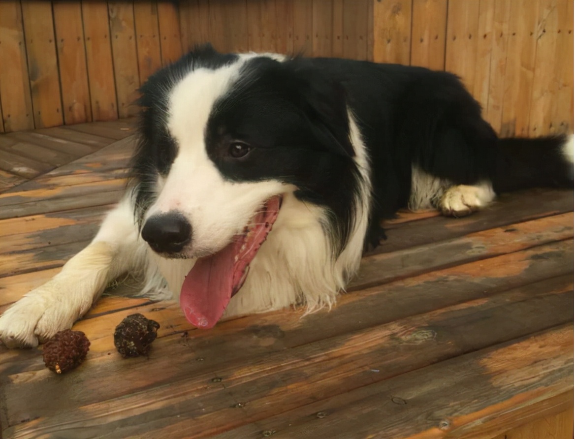 边境牧羊犬吃什么狗粮比较好（边牧最爱的5样有营养的东西）