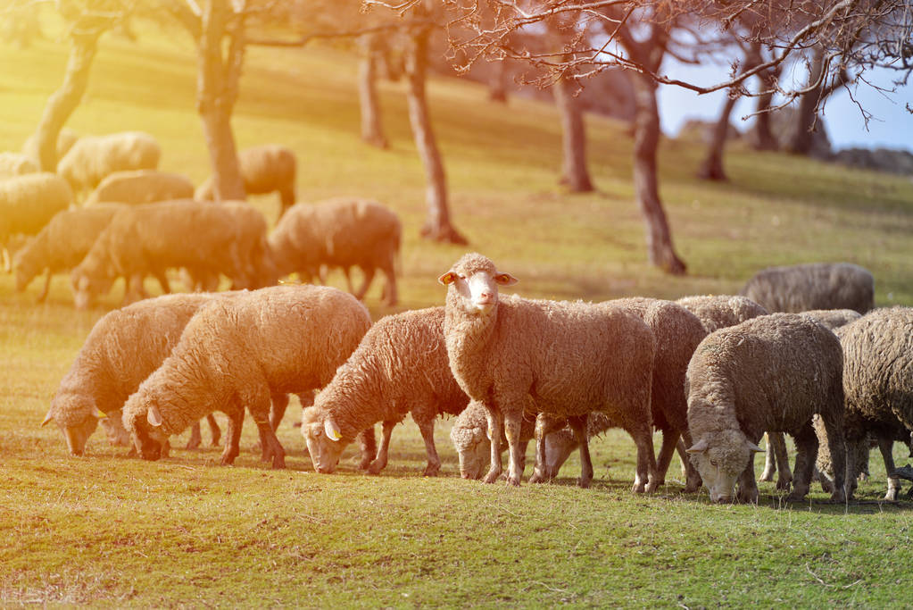 一只羊有多少收入养多少只羊可以年入十万左右