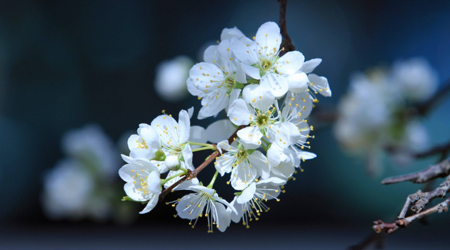 诗词鉴赏-李花浅白开自好，十首李花的诗词，如雪如诗，不可辜负