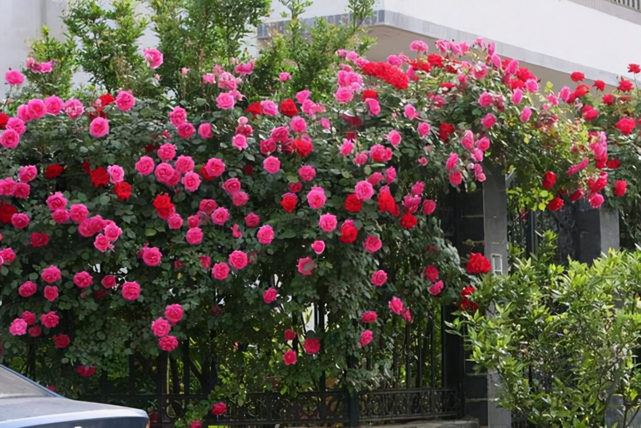 13庭院栽月季的风水禁忌(庭院墙上有爬藤月季风水)