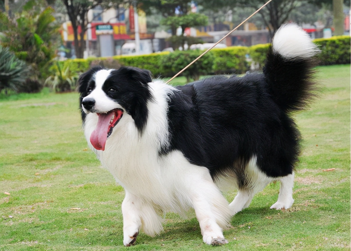 边境牧羊犬吃什么狗粮比较好（边牧最爱的5样有营养的东西）