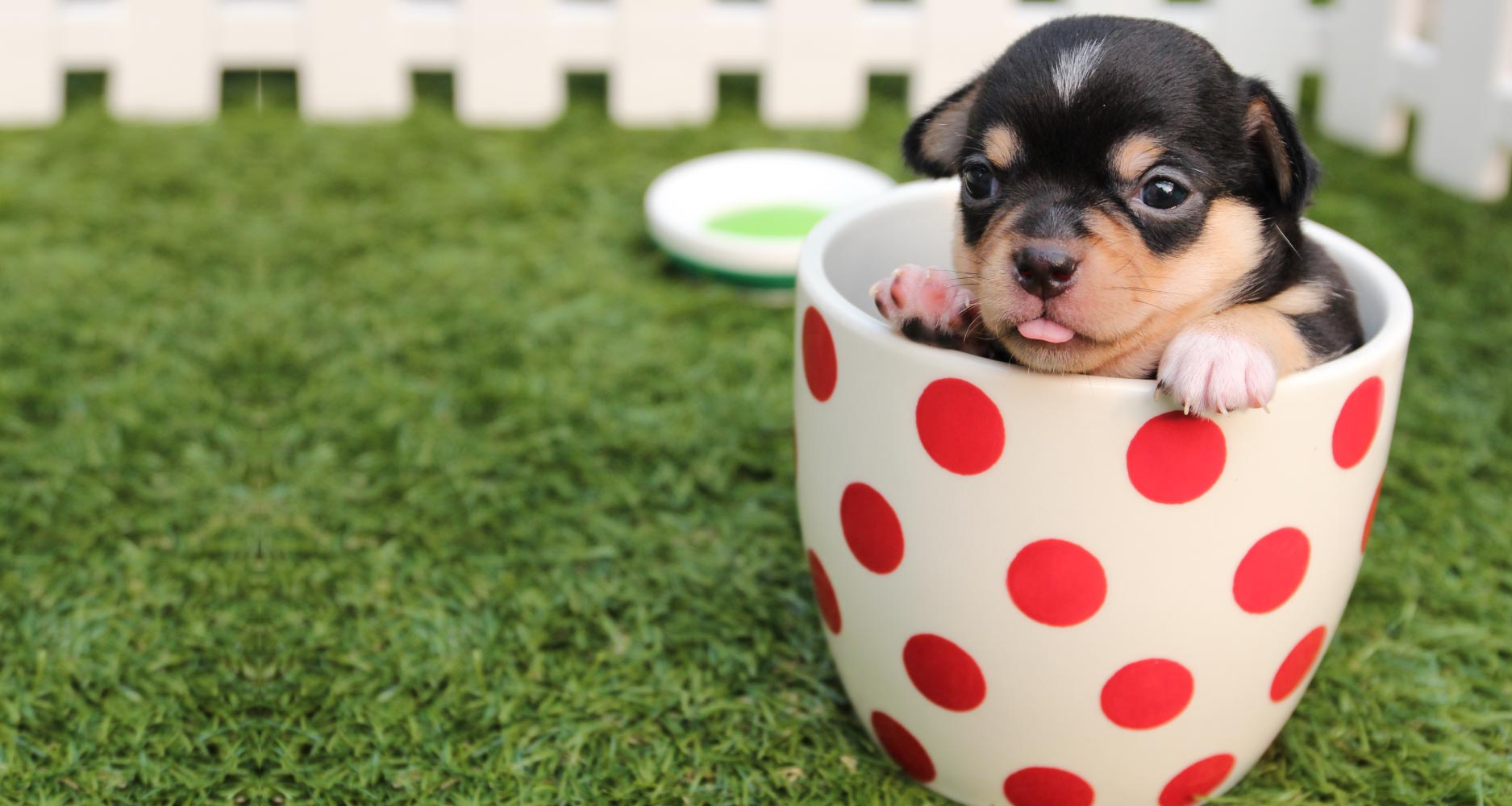 茶杯犬 價格,茶杯犬價格多少錢一只