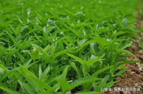 空心菜种子泡多久可以种（空心菜的种植技巧）