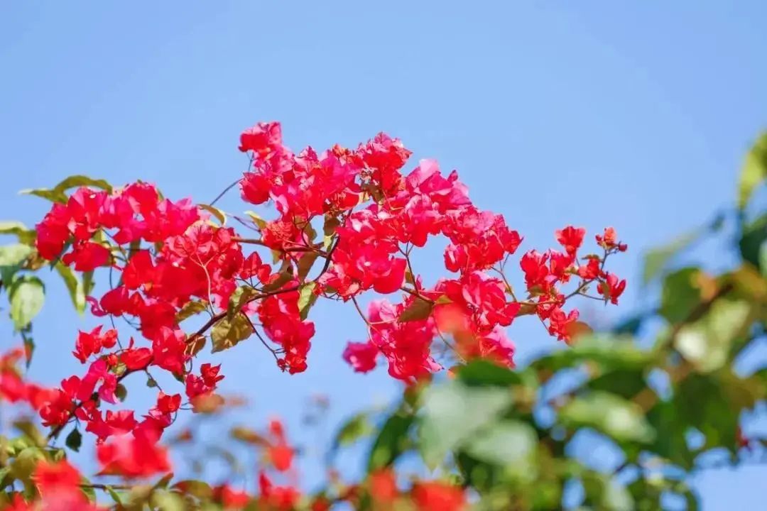 陌上花开春正美，跟着赏花地图“趣”打卡！