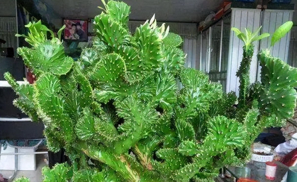 客厅养花“讲究大”，别随便，这6种，贵气不俗，养人旺家