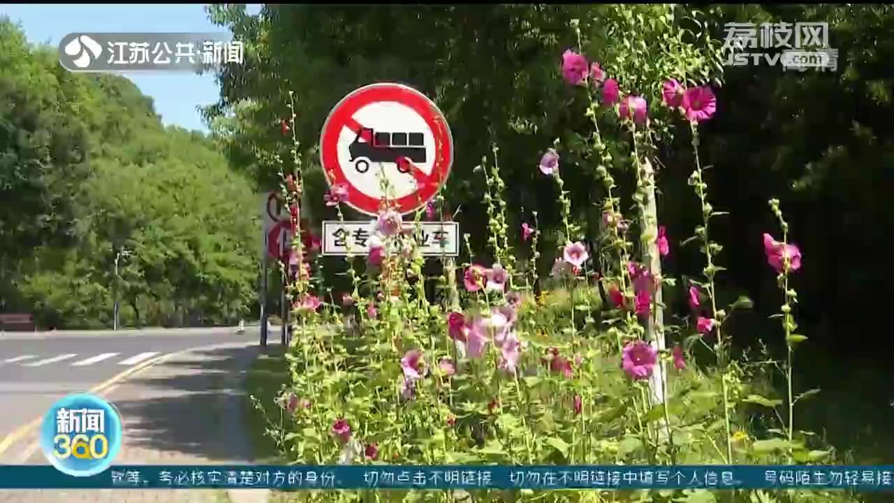 夏花灿烂！&ldquo;一丈红&rdquo;抢眼怒放