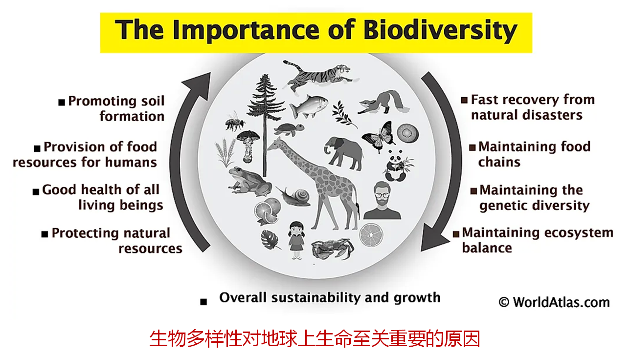 为什么生物多样性对地球生命至关重要？如果你想了解，请看下文