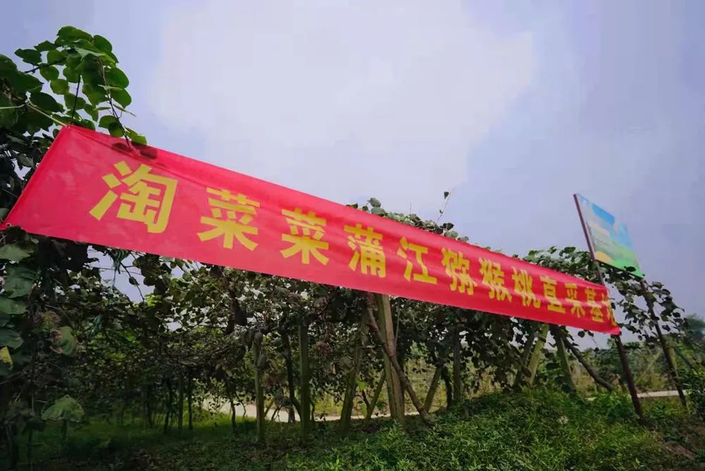 不一样的阿里淘菜菜