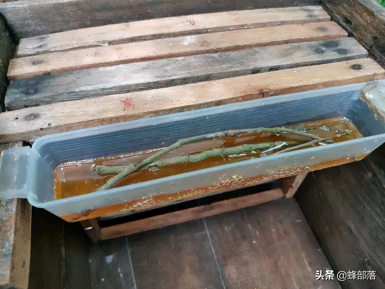 蜜蜂喂养白糖的利弊分析：十大益处与三大危害