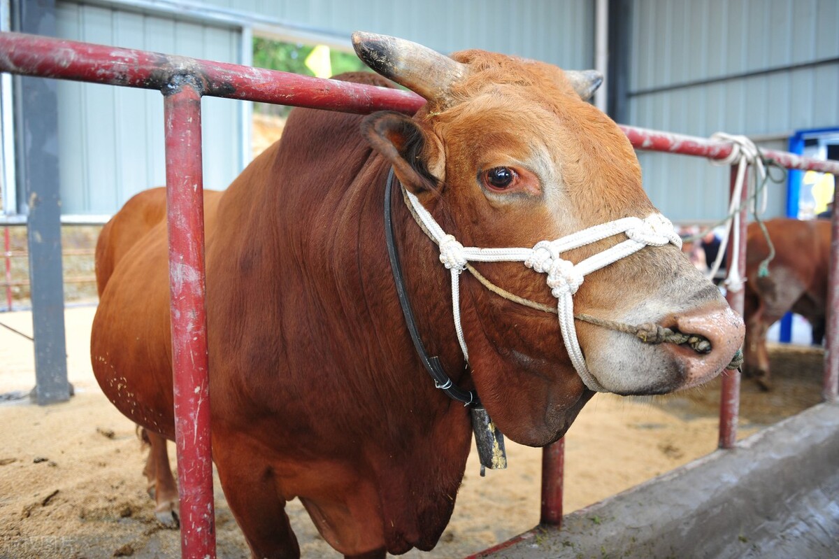 牛价丨2月27日 肉用黄牛,西门塔尔牛价格汇总在这里
