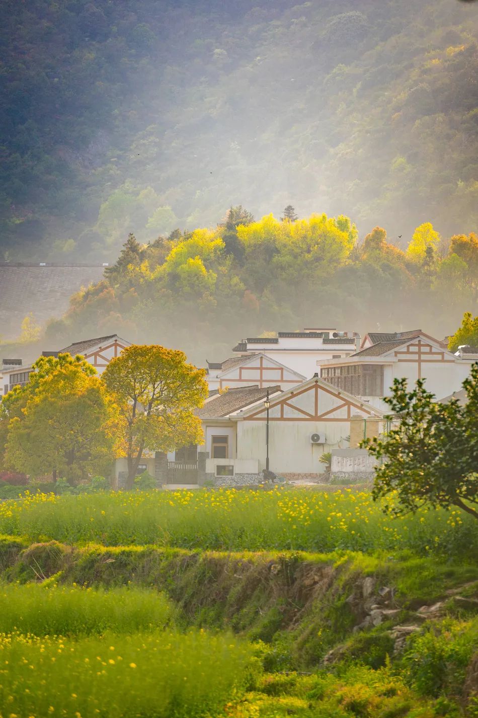 芳菲四月，花“漾”舟山，这份全岛赏花攻略 踏春路线请收好~