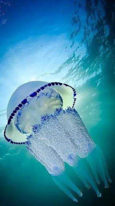 海里有什么(海里有什么动物) - 0415花卉网