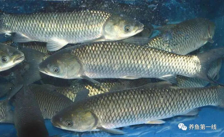 提高鱼类运输成活率的药物处理技术