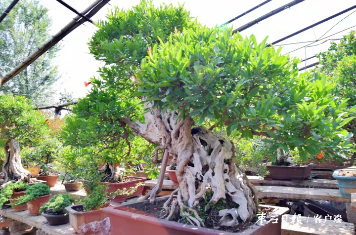 交出厚重提气的时代答卷——写在枣庄市第十二次党代会开幕之际