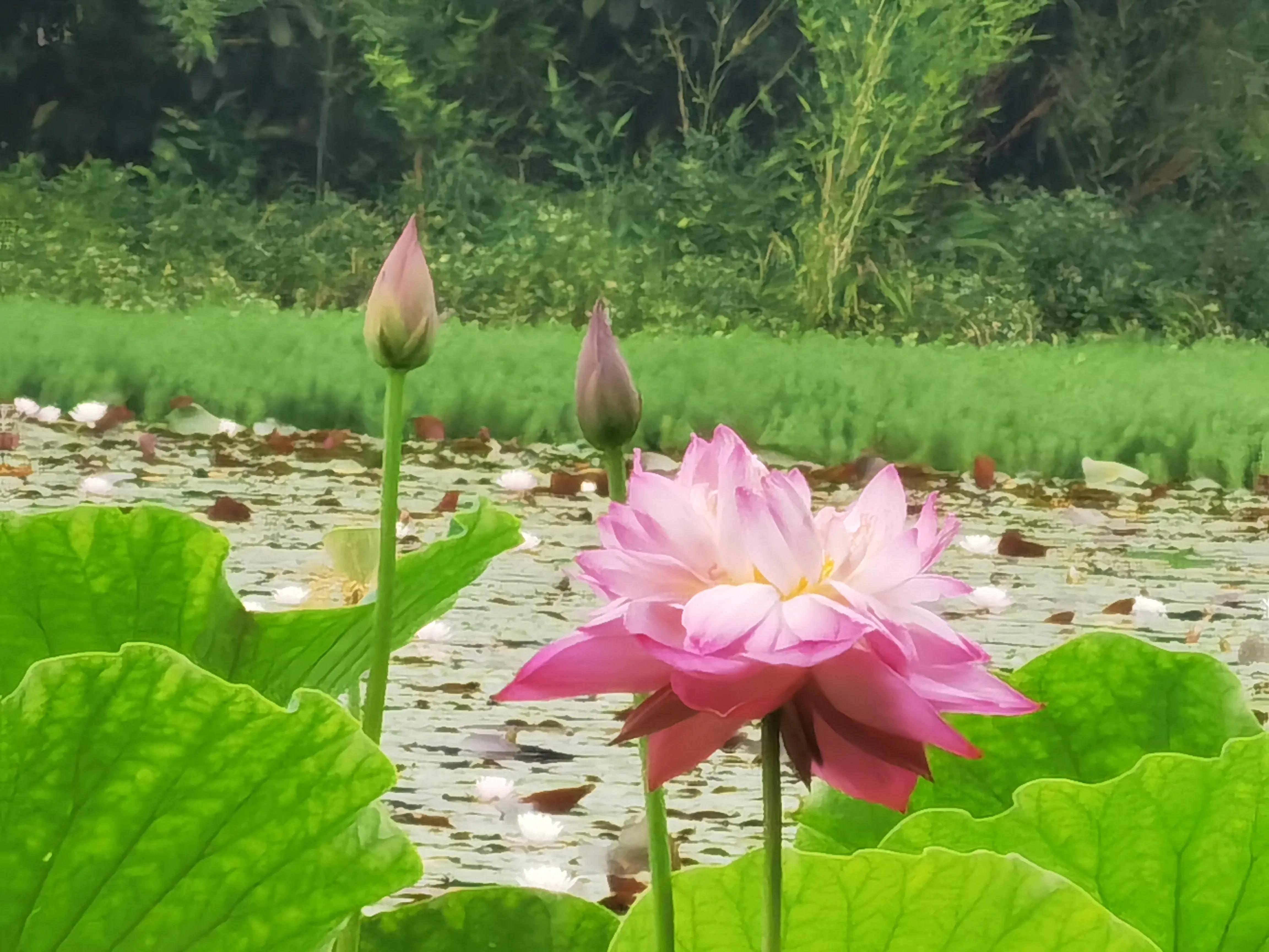 仓央嘉措——陌上花开