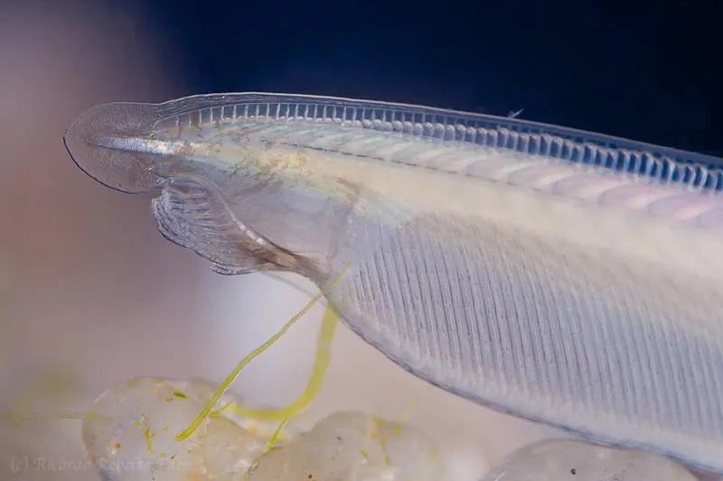 你知道文昌魚的傳說，海洋原索動物嗎？