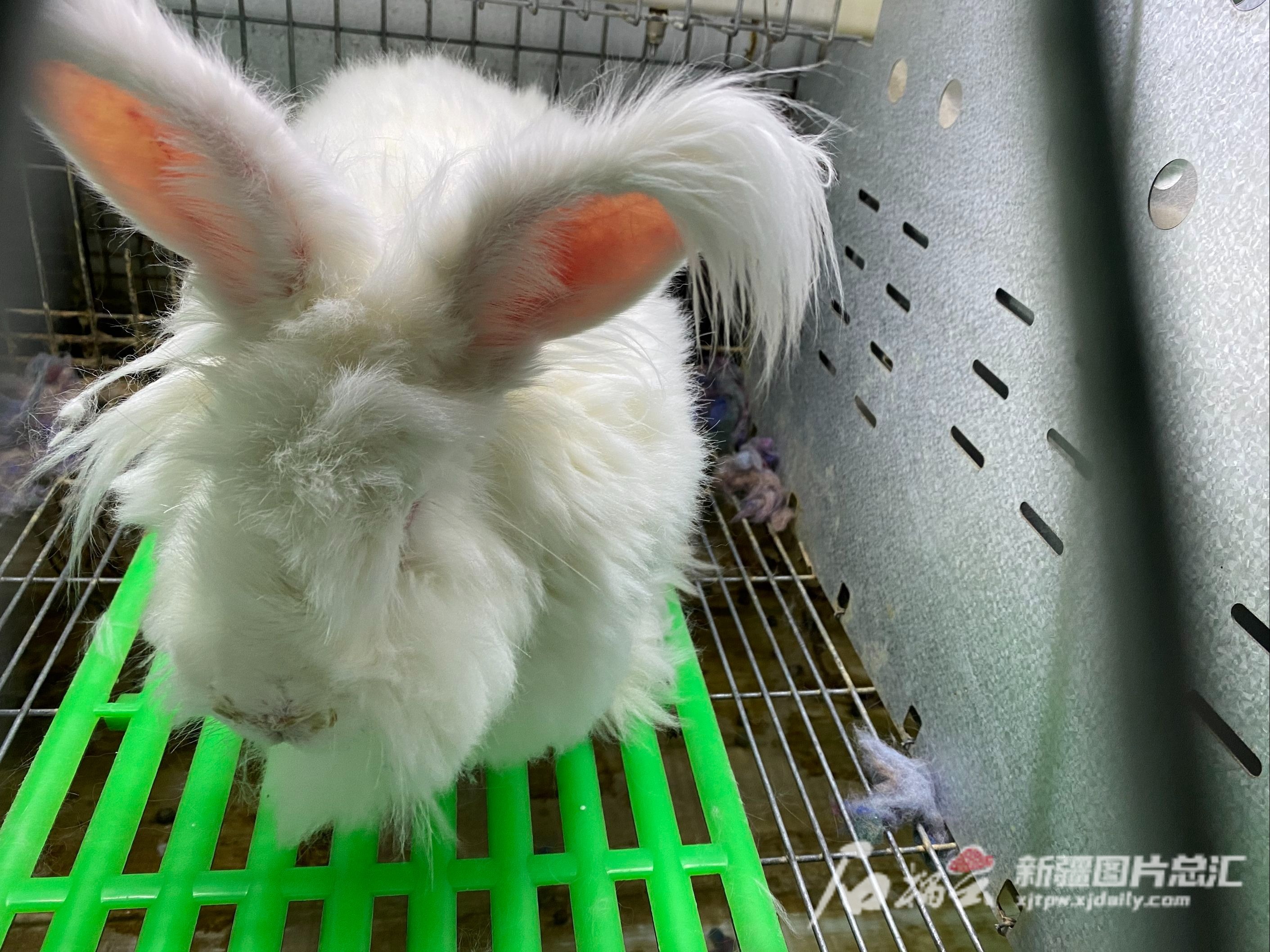 長毛兔兔毛,長毛兔兔毛最新價格