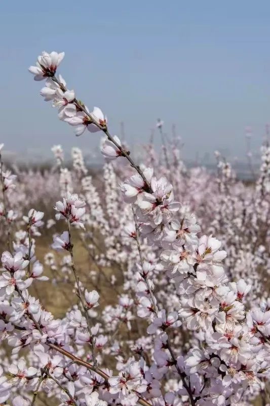 花开河东春来早｜花满闻喜，如画新绛！去看百花盛开的诗和远方！